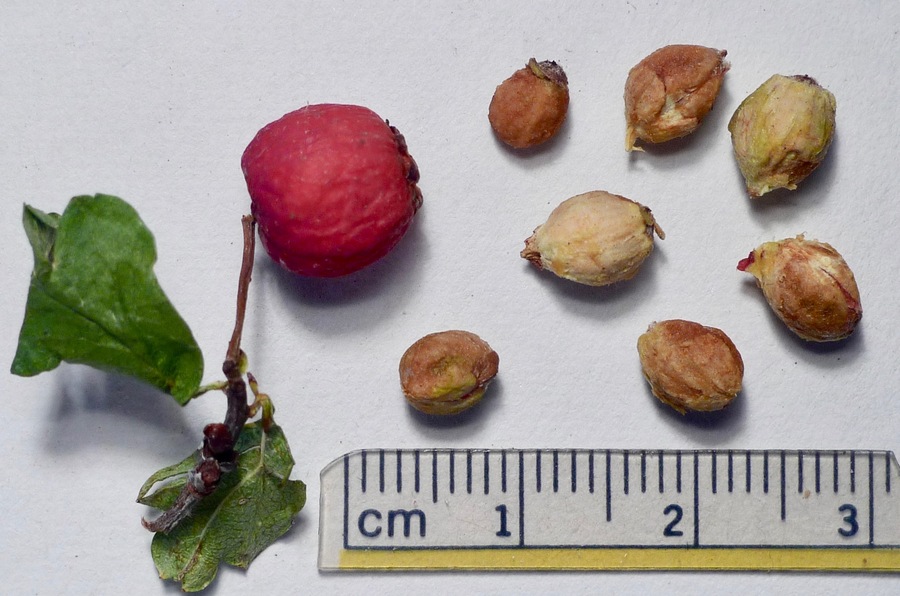 Crataegus monogyna