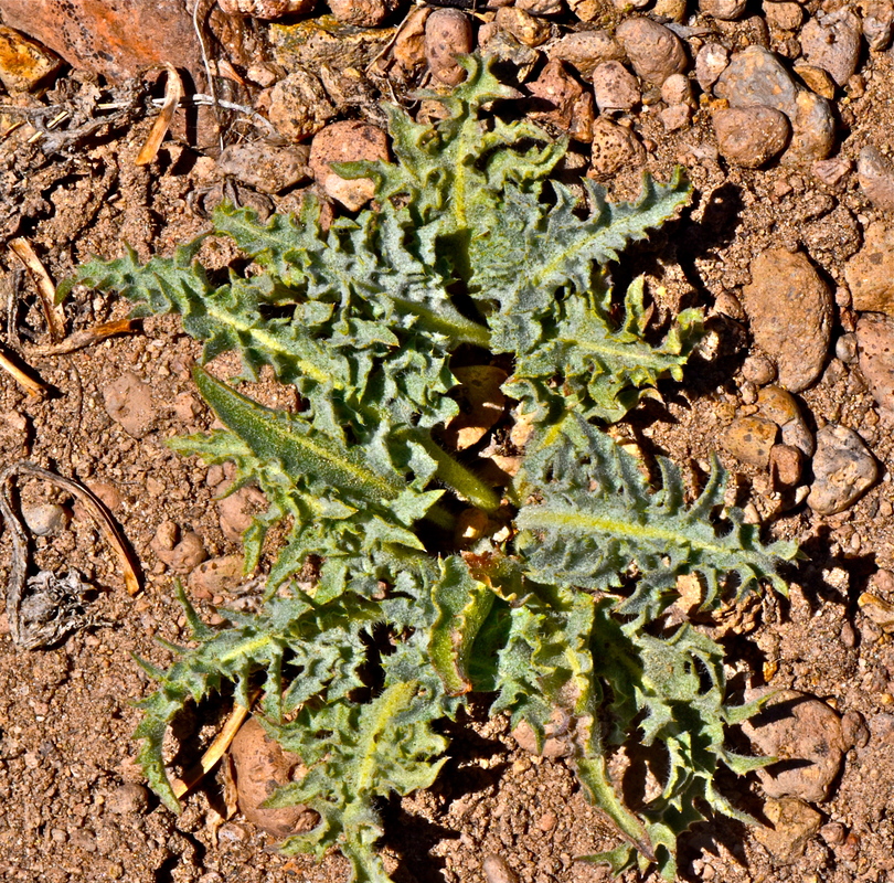 Crepis modocensis ssp. subacaulis