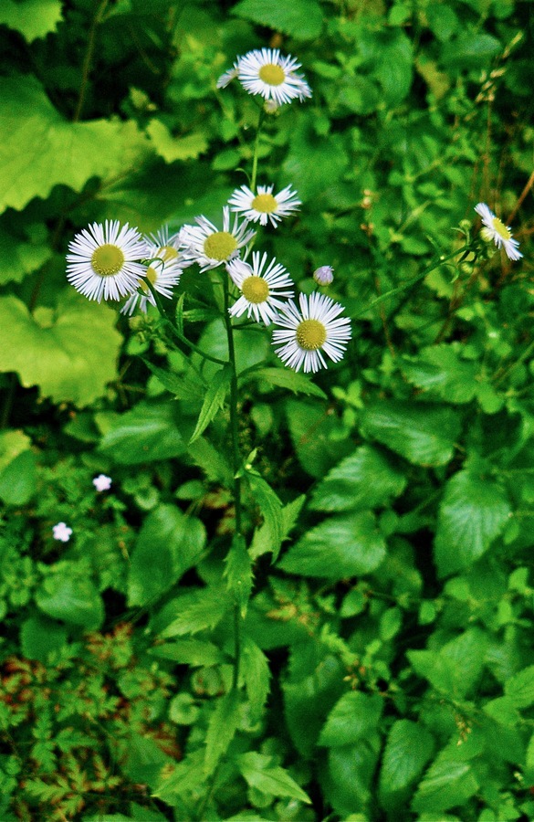 Erigeron annuus