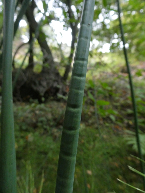 Juncus textilis