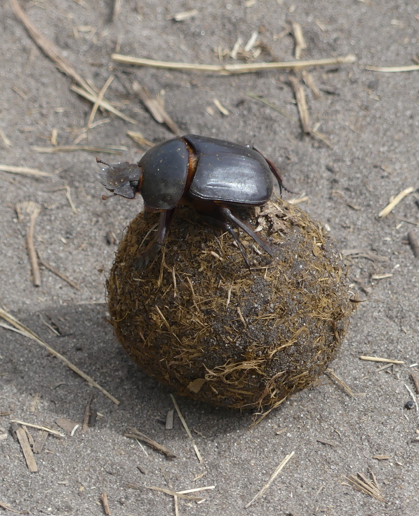 Scarabaeus goryi