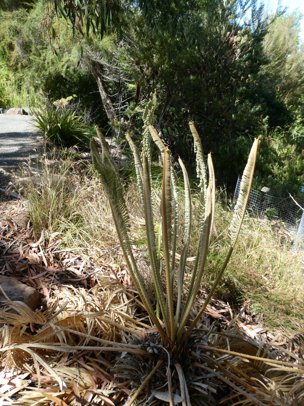 Cycas megacarpa