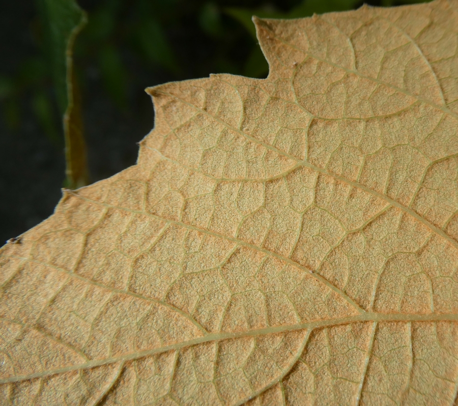 Vitis labrusca