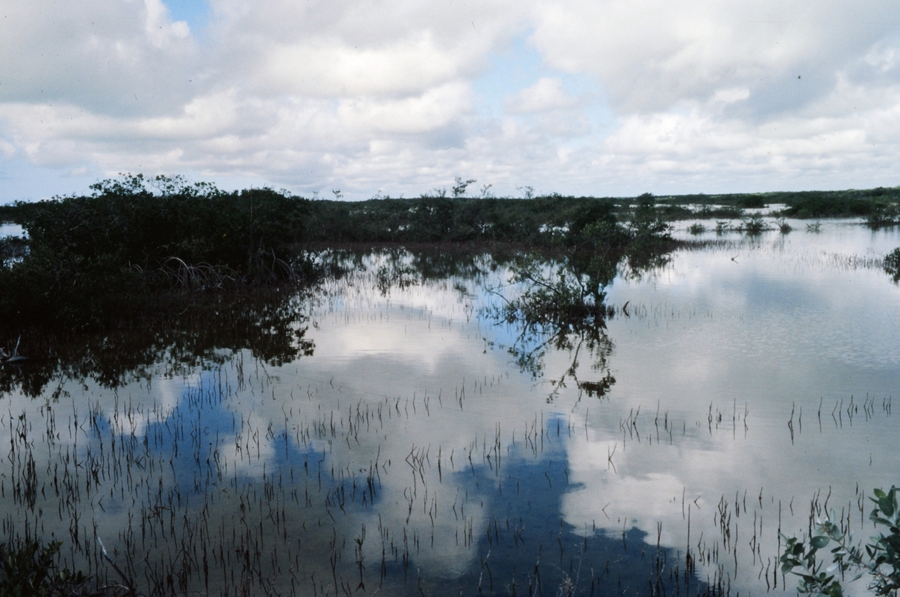 Mangrove swamp near Xcalak