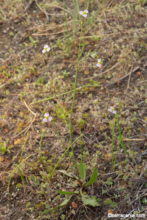 Alisma lanceolatum
