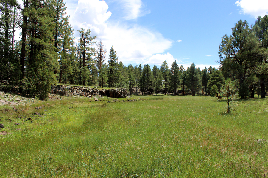 CalPhotos: Kaibab National Forest (Arizona)