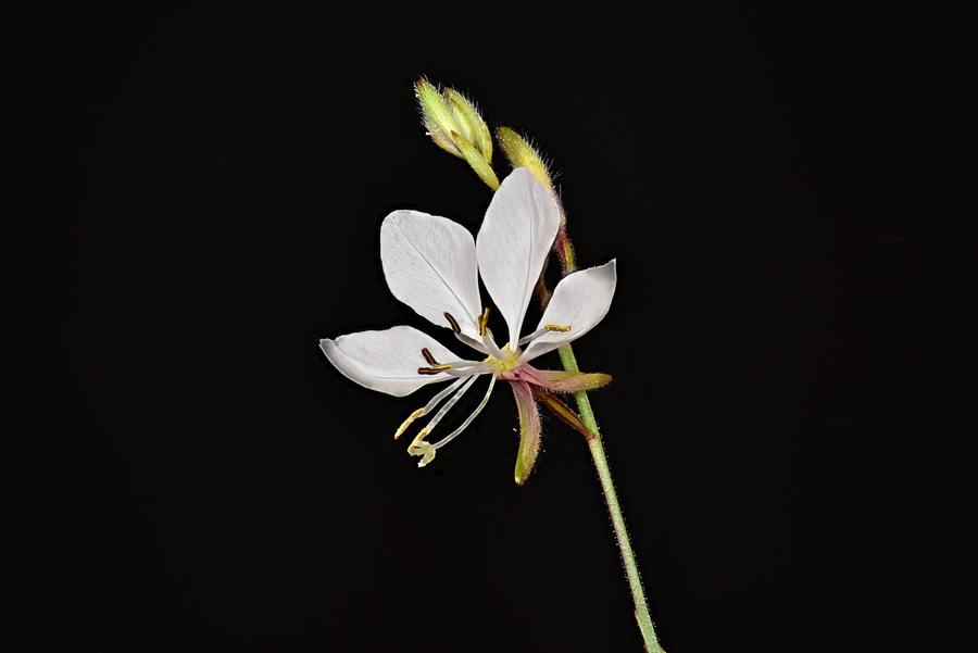 Gaura lindheimeri