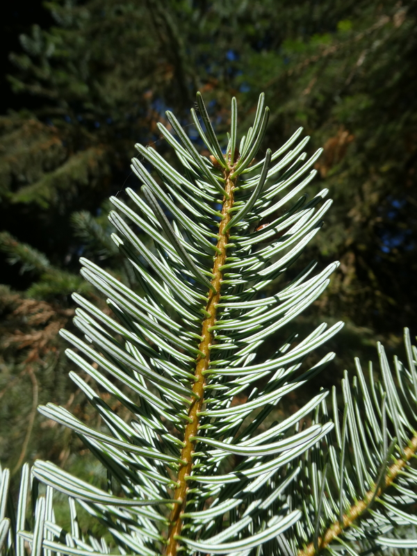 Abies nordmanniana ssp. equi-trojani