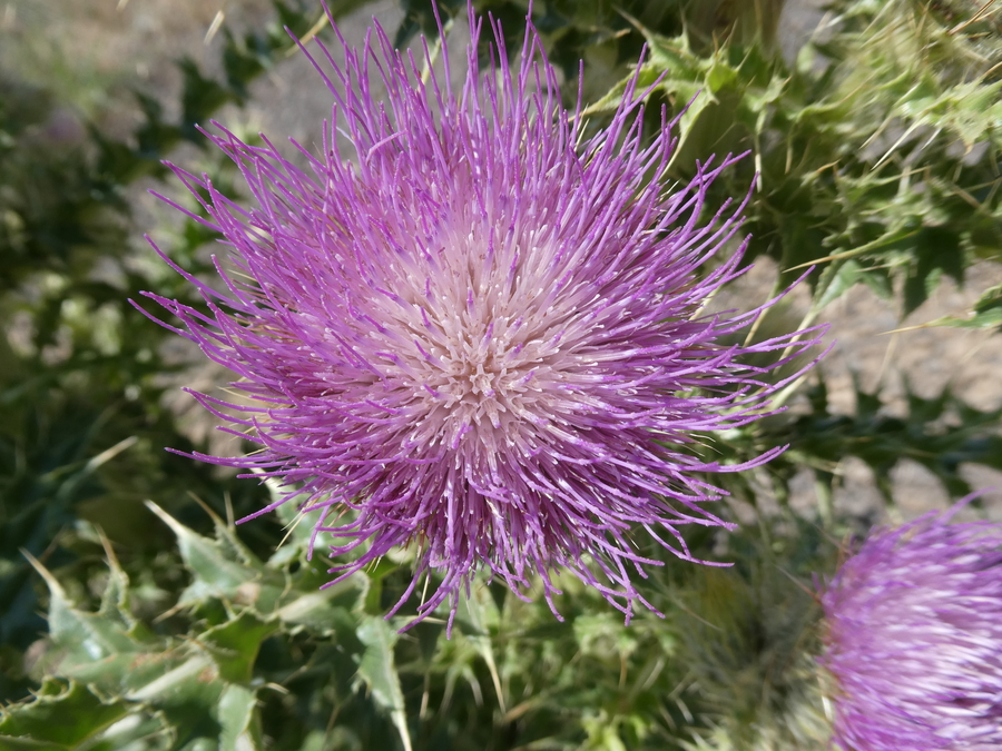 Cirsium peckii