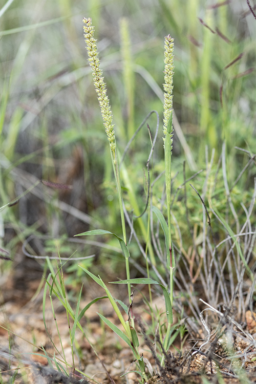 Tragus berteronianus