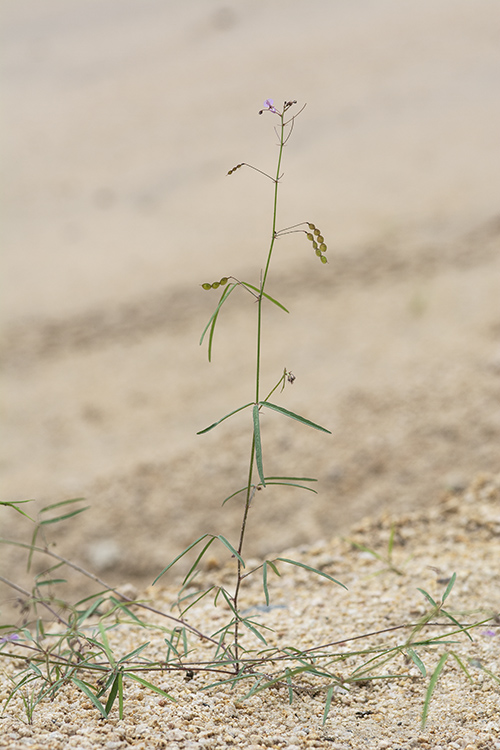 Desmodium rosei