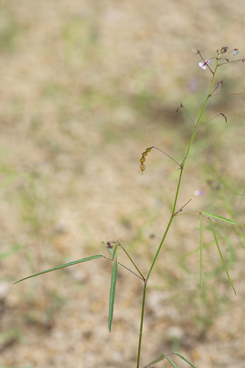 Desmodium rosei