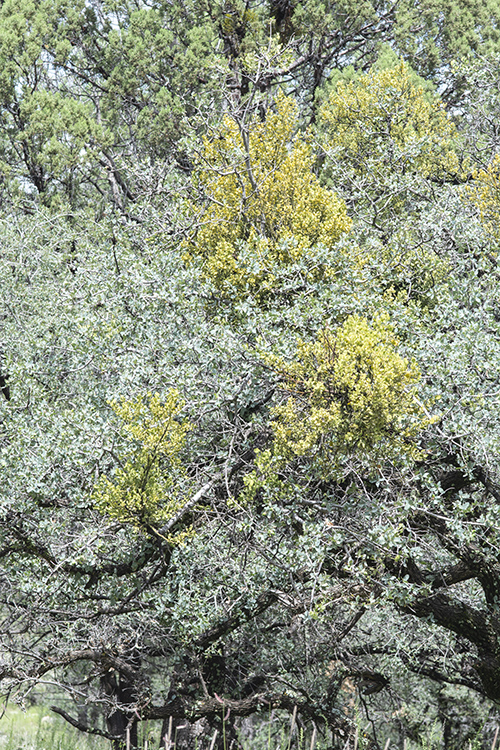 Phoradendron coryae