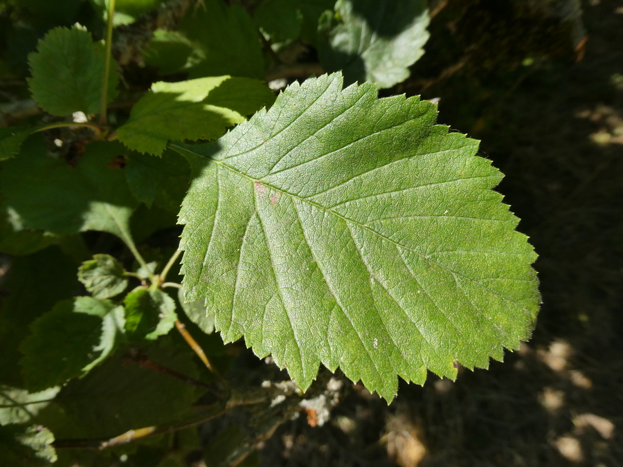 Crataegus mollis