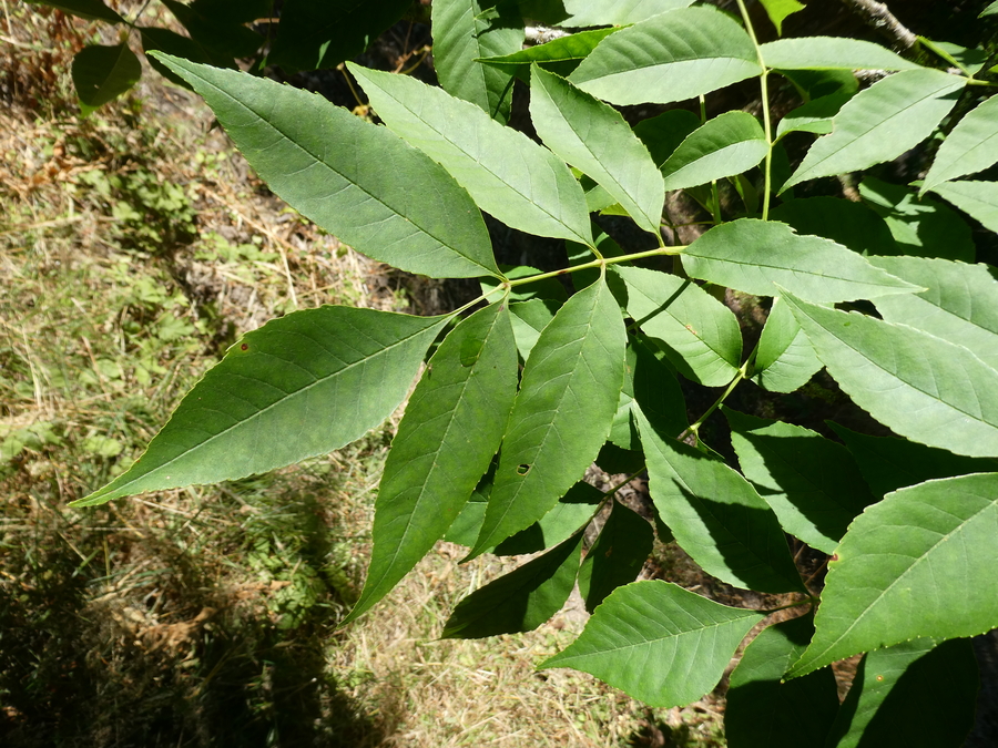 Fraxinus pennsylvanica