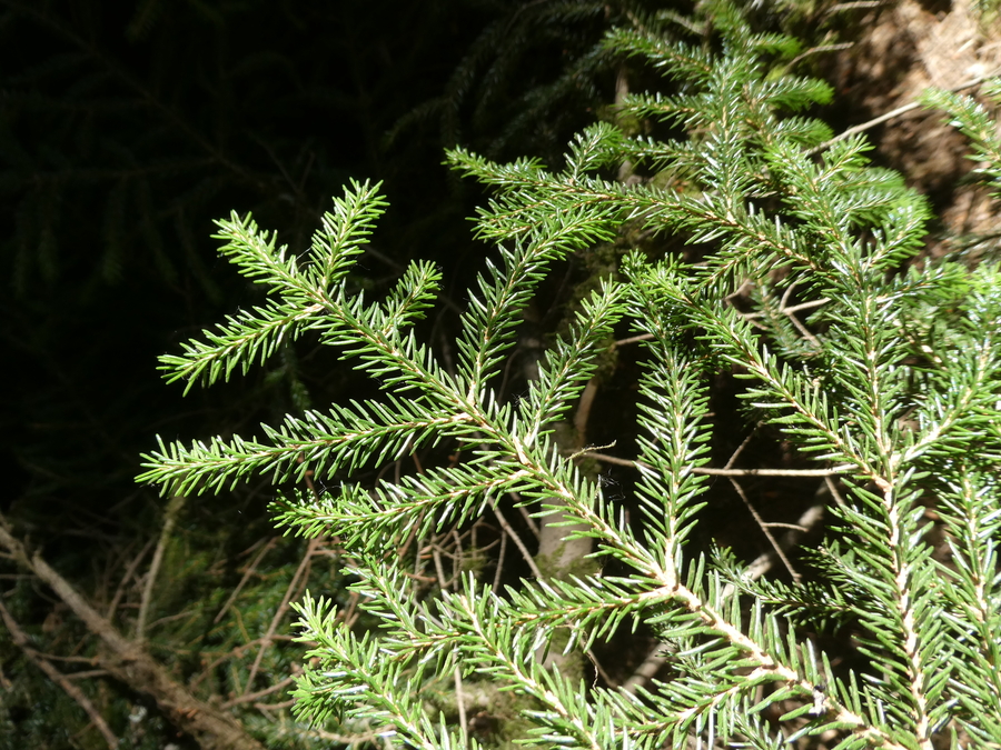 Picea orientalis