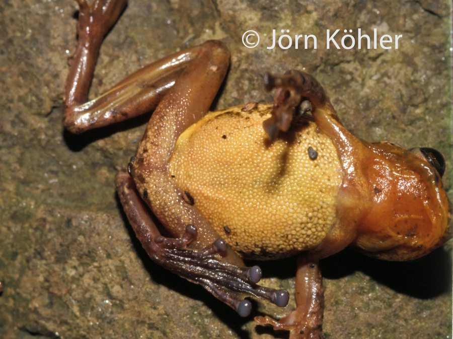 Scinax castroviejoi