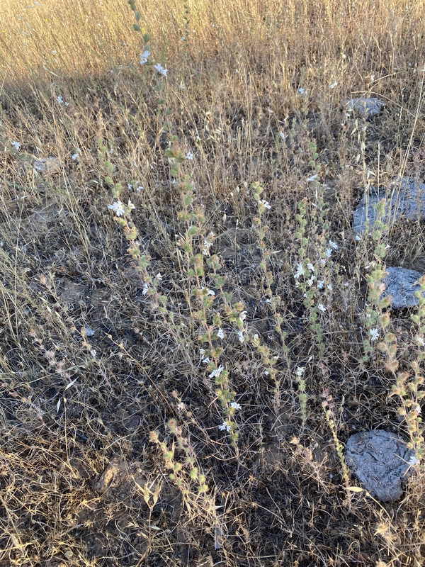 Calycadenia spicata