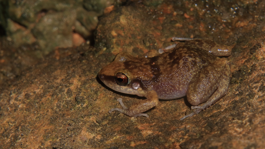 Eleutherodactylus etheridgei