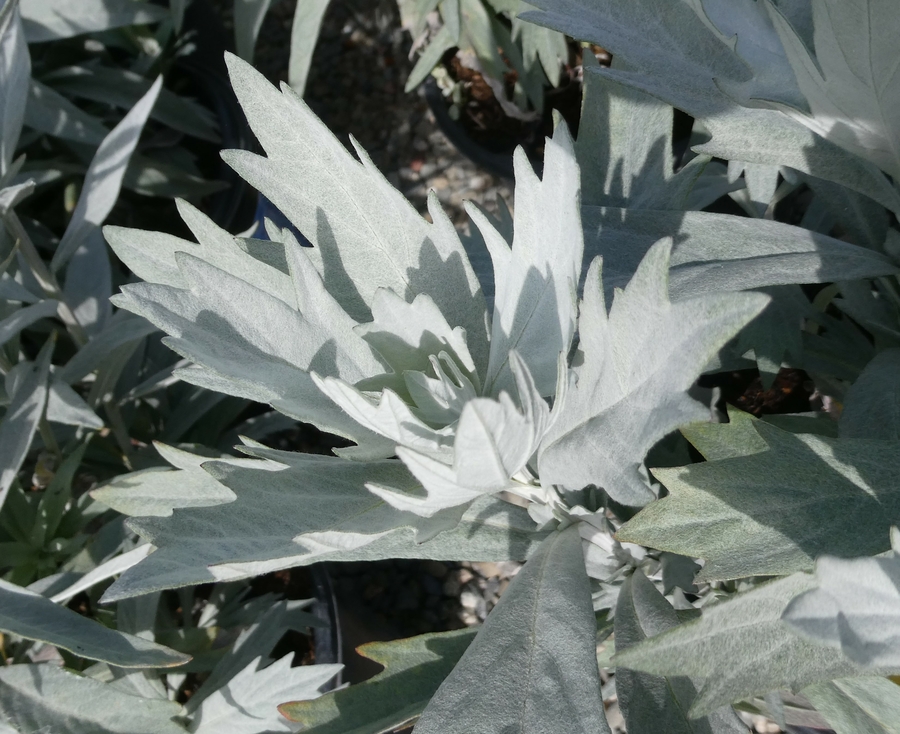Artemisia ludoviciana