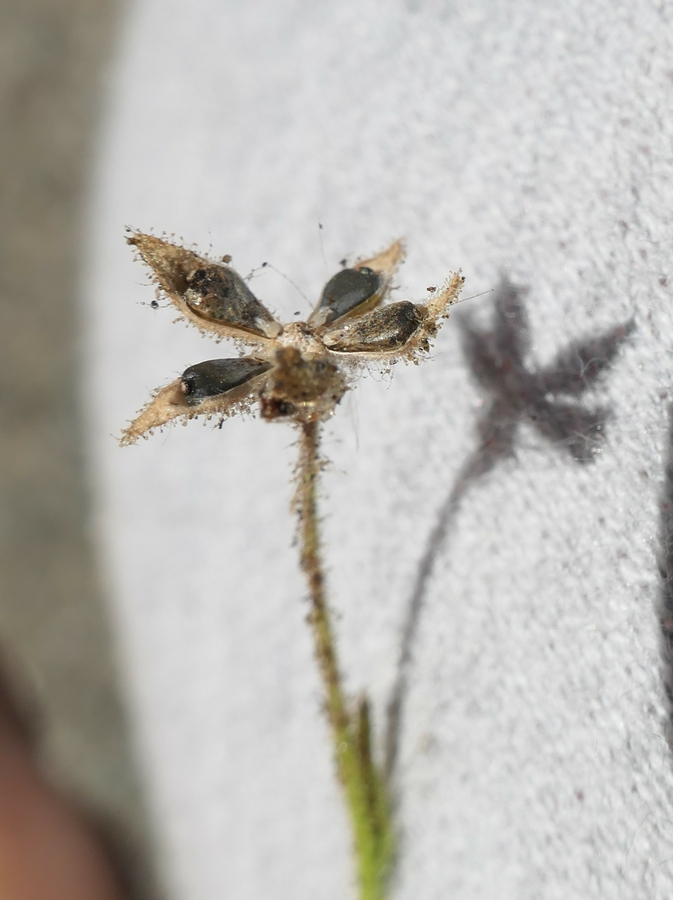 Madia citriodora