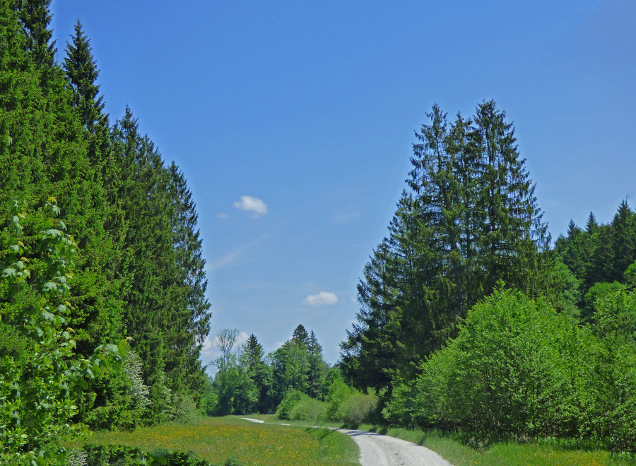 Dirt road through meadows between Uffing & Schoeffau.