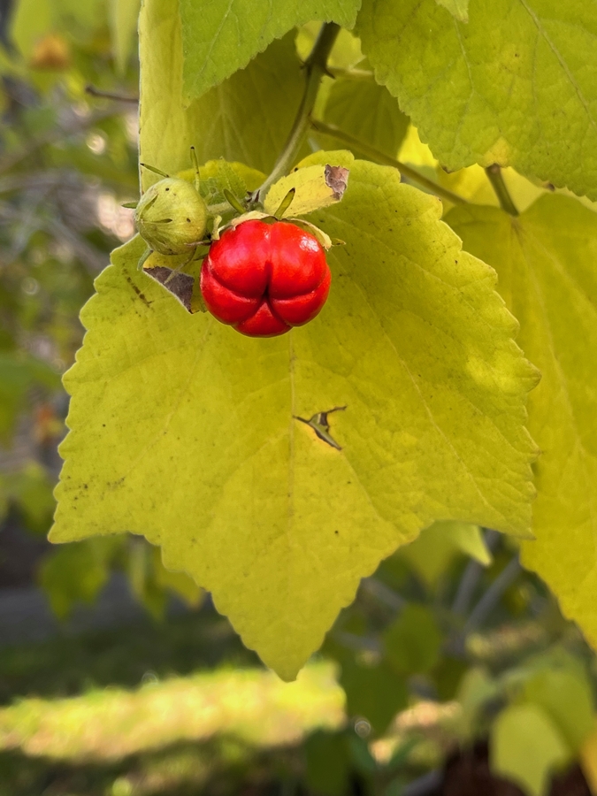 Malvaviscus arboreus