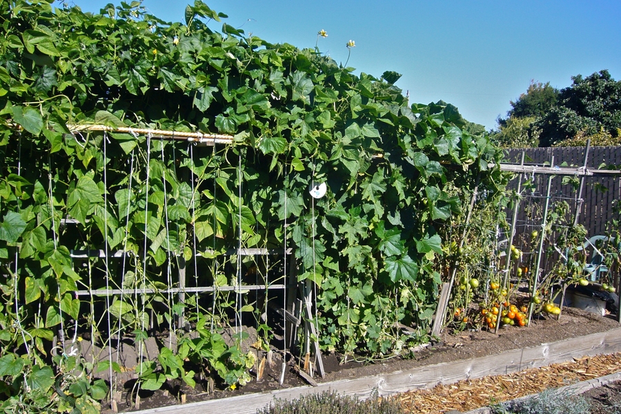 Phaseolus vulgaris