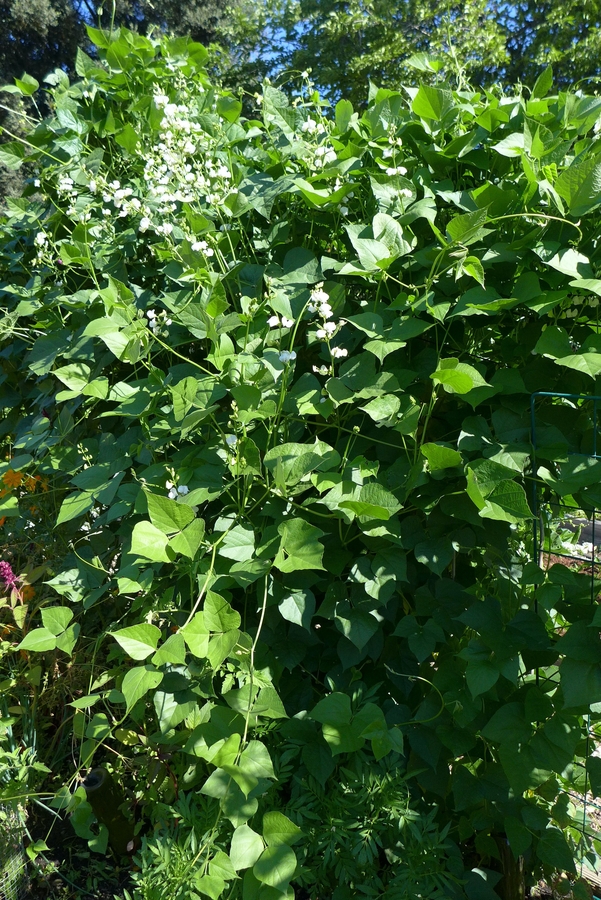 Phaseolus vulgaris