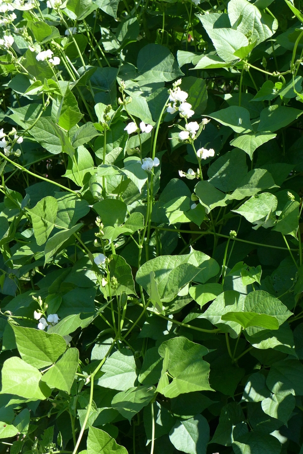 Phaseolus vulgaris