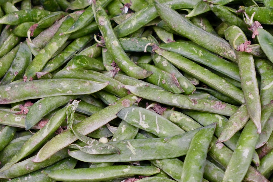 Pisum sativum ssp. eliatus