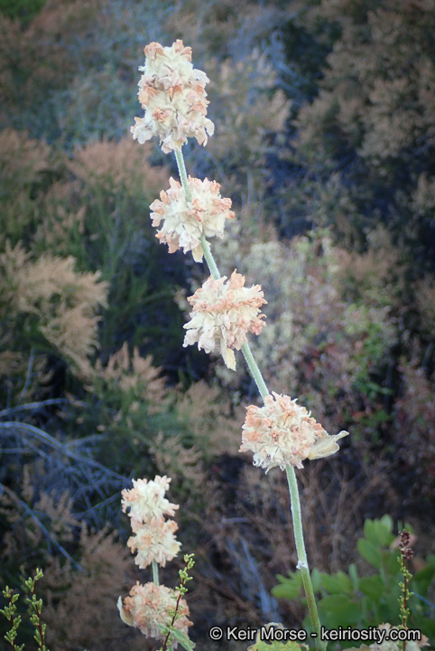 Malacothamnus astrotentaculatus