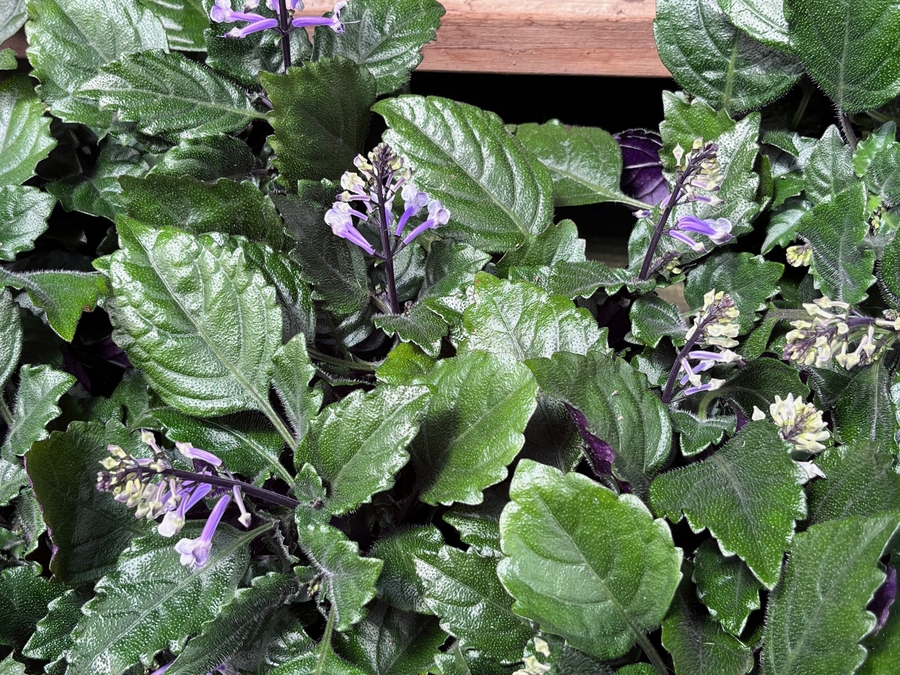 Plecrtranthus hybrid