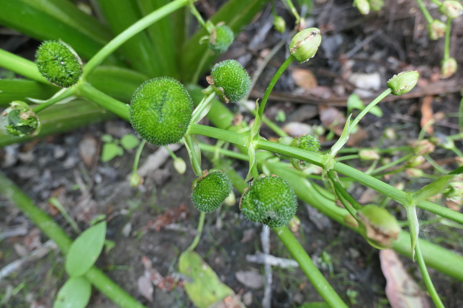 Sagittaria brevirostra