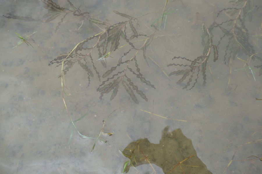 Potamogeton crispus