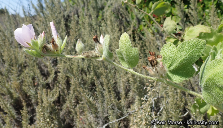 Malacothamnus eastwoodiae
