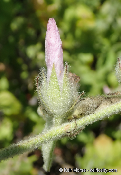 Malacothamnus eastwoodiae
