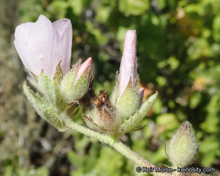 Malacothamnus eastwoodiae