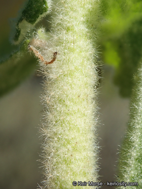 Malacothamnus eastwoodiae