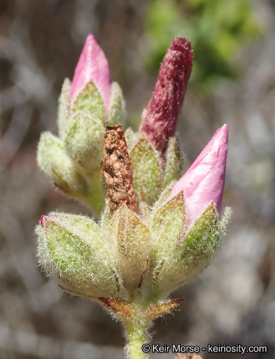 Malacothamnus eastwoodiae
