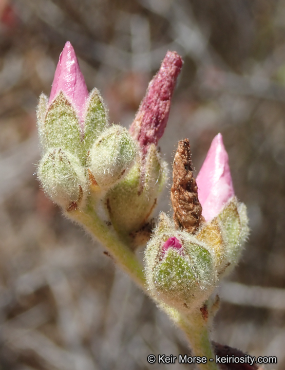 Malacothamnus eastwoodiae