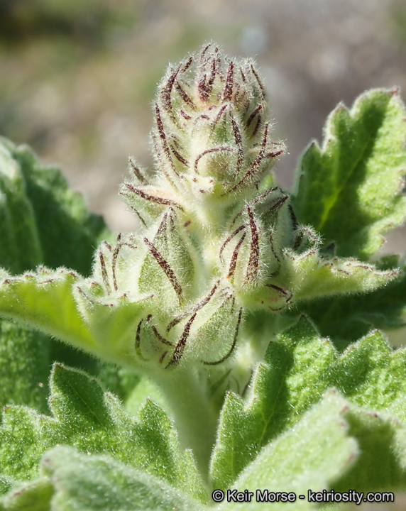 Malacothamnus eastwoodiae