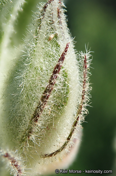 Malacothamnus eastwoodiae