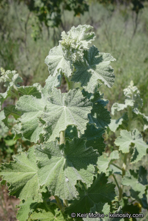 Malacothamnus discombobulatus