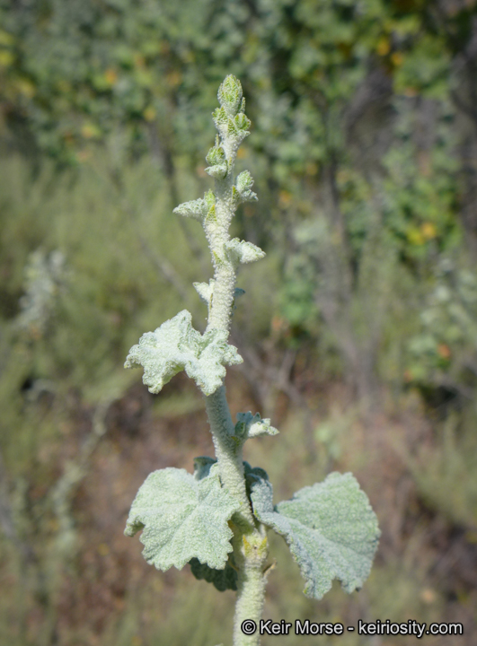 Malacothamnus discombobulatus