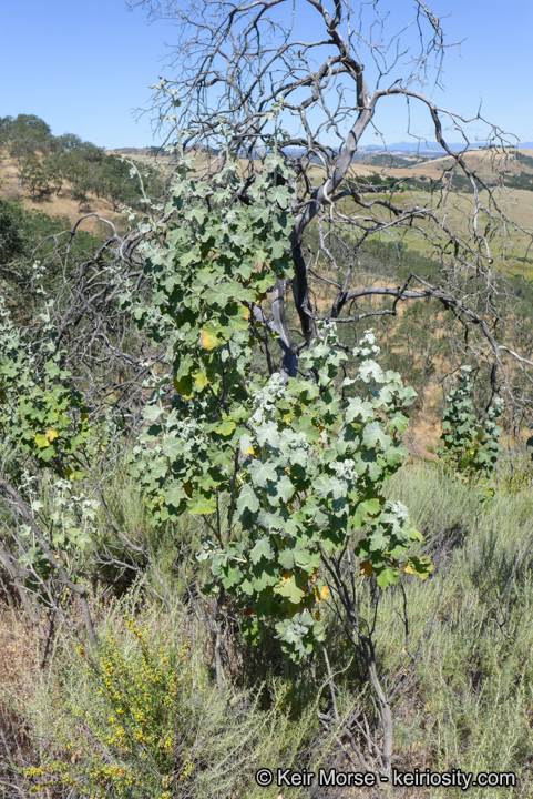 Malacothamnus discombobulatus