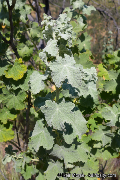 Malacothamnus discombobulatus