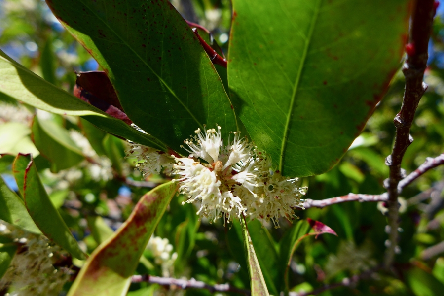 Prunus caroliniana