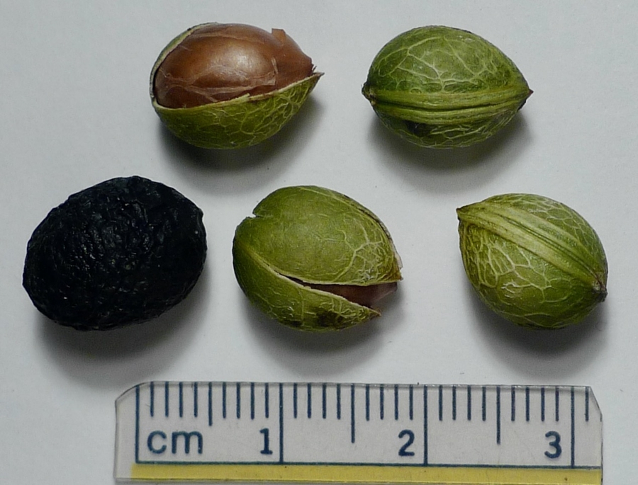 Prunus caroliniana