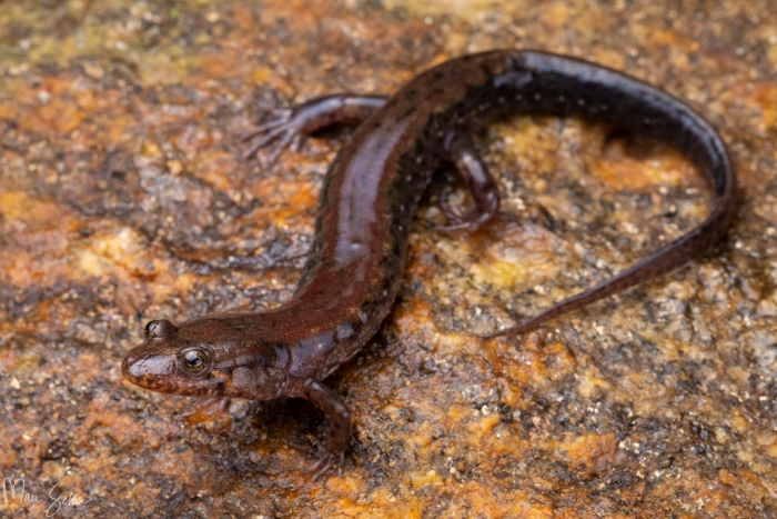 Desmognathus bairdi